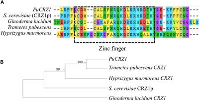 PuCRZ1, an C2H2 transcription factor from Polyporus umbellatus, positively regulates mycelium response to osmotic stress